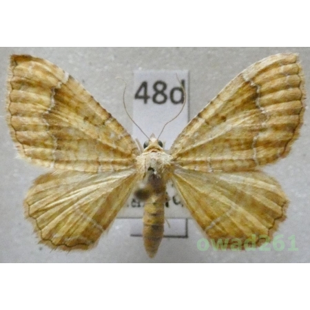 Camptogramma bilineata (Linnaeus, 1758) Slovakia48d
